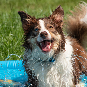 Fundraising Page: Amy Simpson